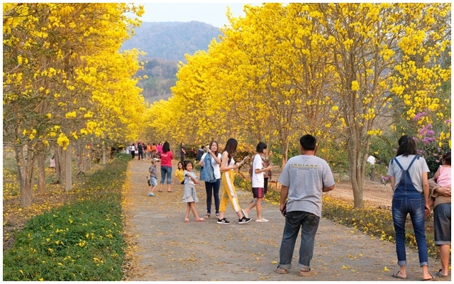 ทุ่งช้าง